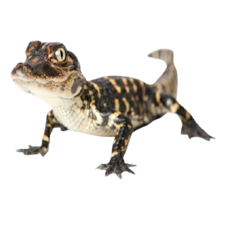 Digital Download Gator Call